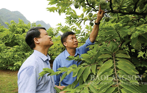 huyện Chi Lăng tham quan mô hình trồng na VietGAP trên địa bàn