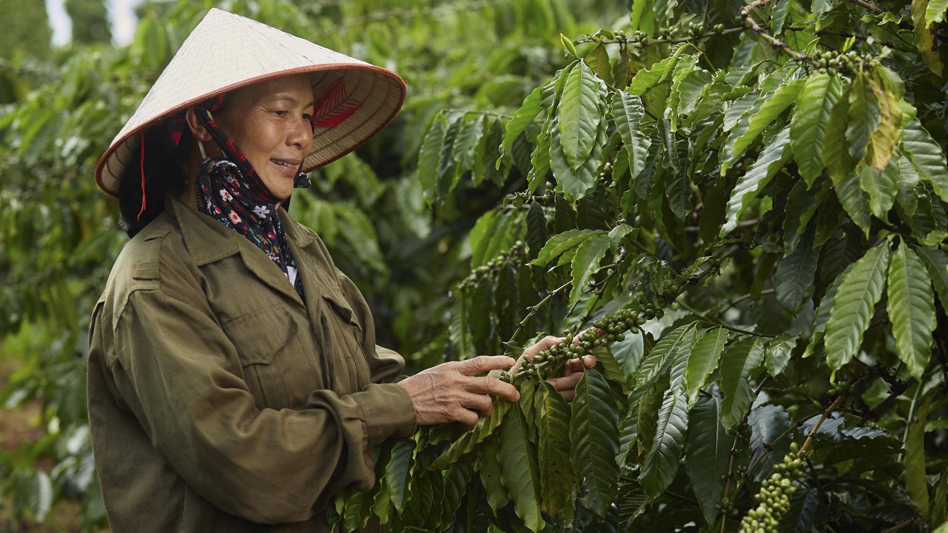 Giải pháp nào để cà phê Việt tiến sâu vào thị trường Anh?