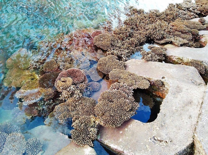 Rặng san hô