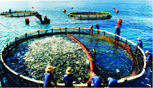 nuôi trồng thủy sản