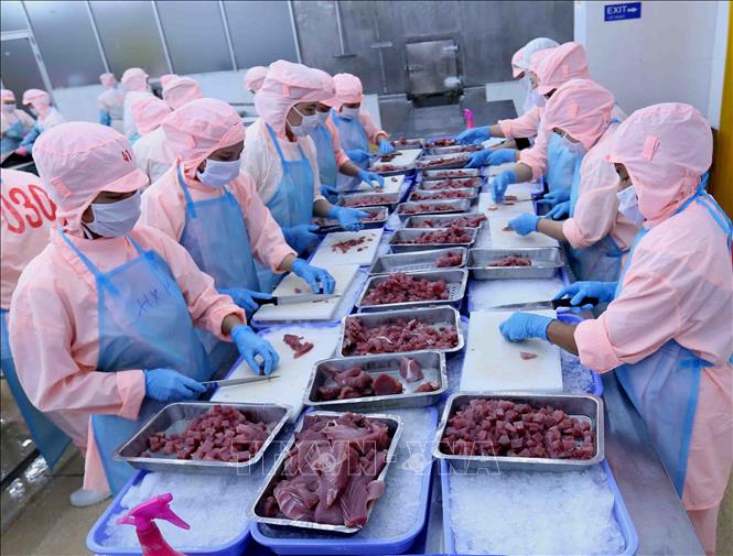 Chế biến cá ngừ đại dương xuất khẩu tại Công ty CP Bá Hải, Phú Yên