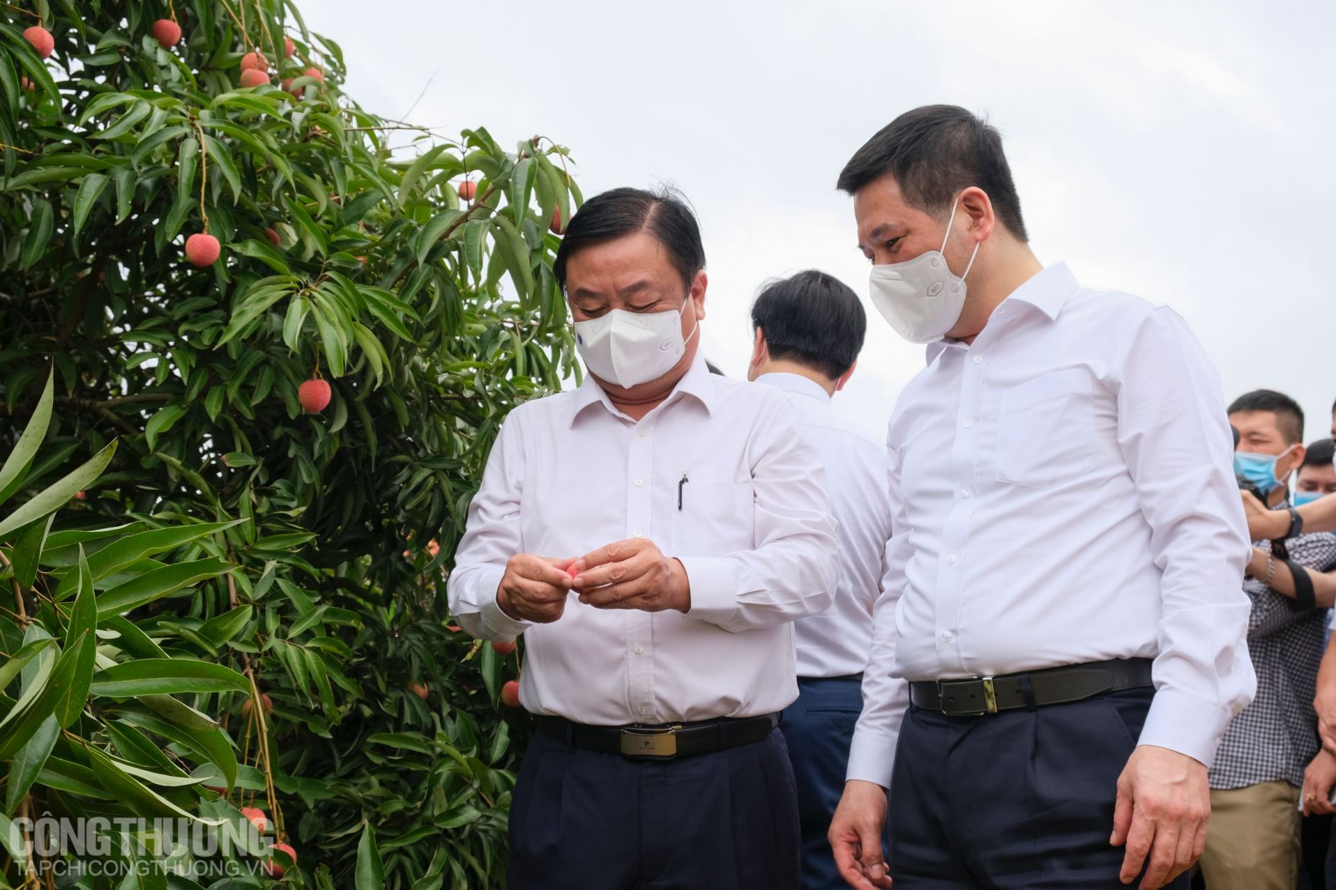 Tư lệnh ngành Công Thương và ngành Nông nghiệp trực tiếp trải nghiệm thu hái tại vườn vải thiều thôn Thanh Lanh, xã Thanh Quang, huyện Thanh Hà, tỉnh Hải Dương