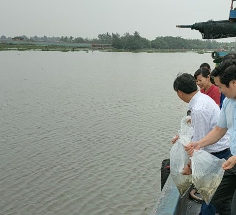 Chi cục Thủy sản Thái Bình thả giống thủy sản tại khu vực bến cá Cửa Lân.