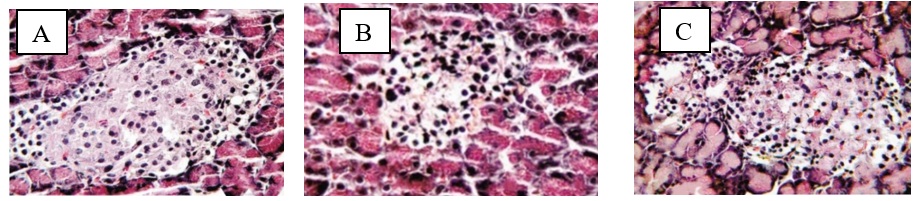 Kết quả nhuộm tế bào tụy bằng Hematoxylin - Eosin