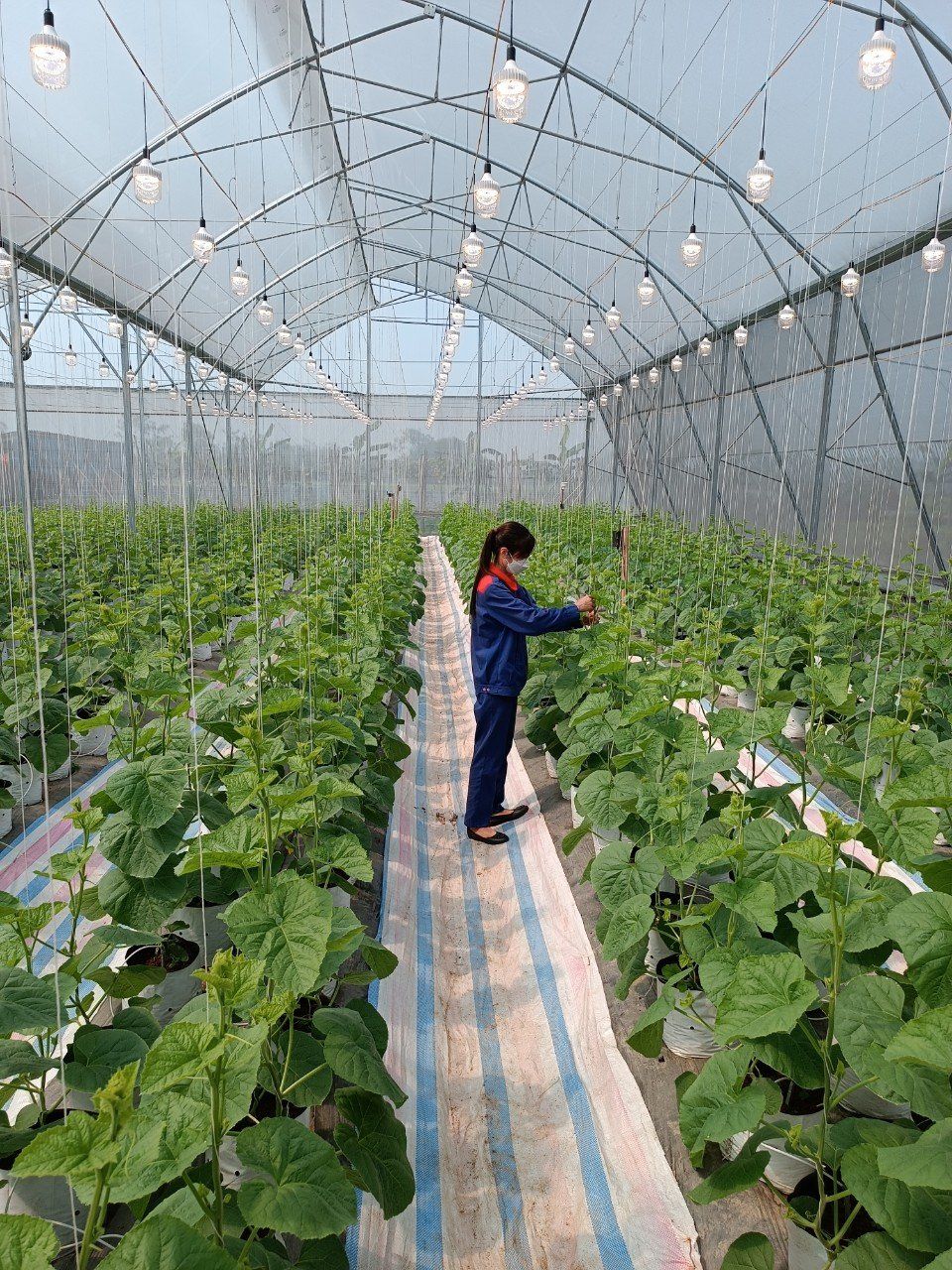 Smart Farm Rạng Đông 