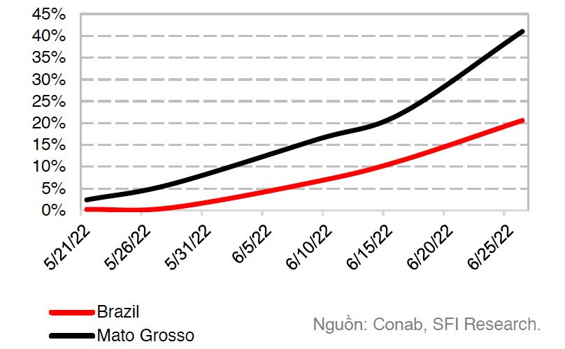 Tiến độ thu hoạch ngô tại Brazil