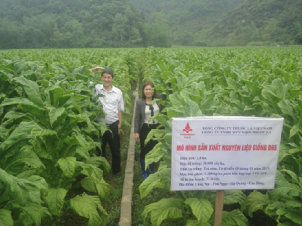sản xuất nguyên liệu giống thuốc lá D65 tại Cao Bằng 