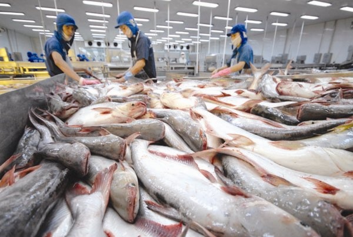 Giá cá tra Việt Nam xuất khẩu sang Hoa Kỳ giảm sâu nhất kể từ đầu năm