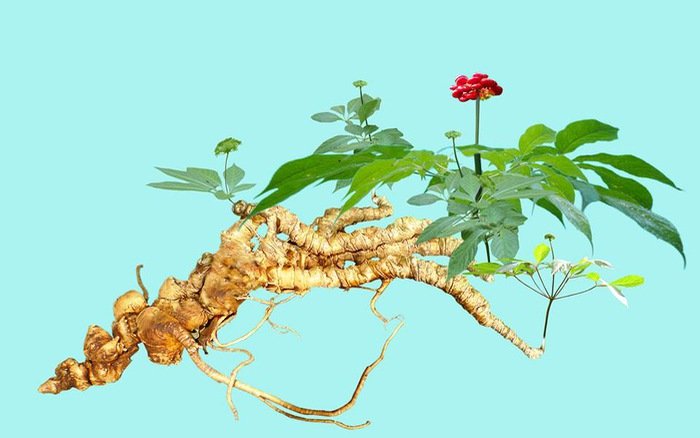 Sâm Ngọc Linh trồng ở Lai Châu Sâm Ngọc Linh trồng ở Lai Châu