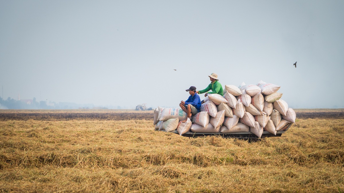 Giá gạo xuất khẩu Việt Nam