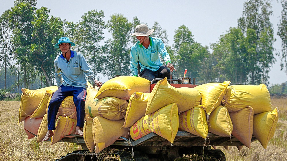 Giá gạo xuất khẩu Việt Nam tăng cao