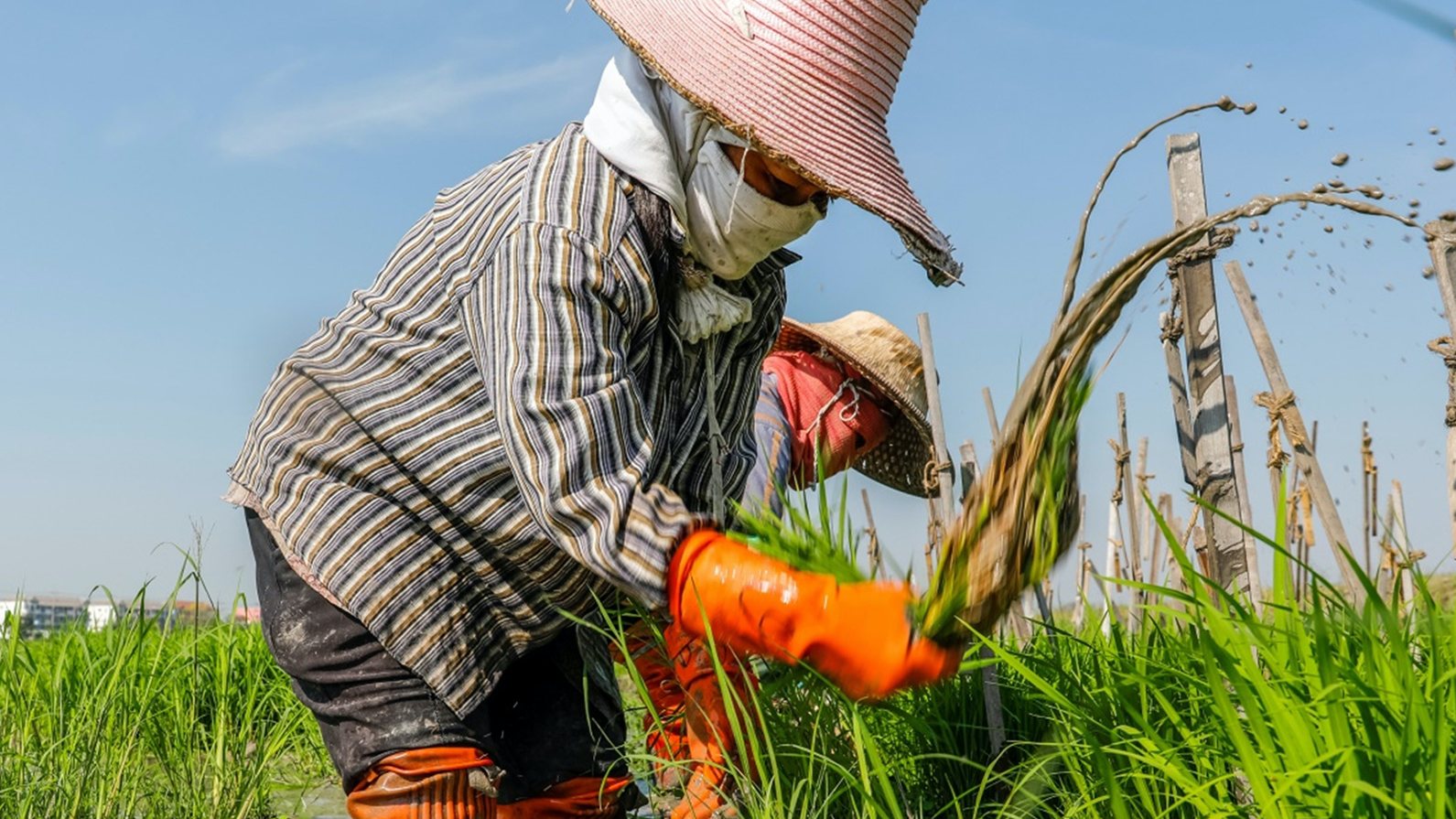 Thái Lan khuyến cáo nông dân chỉ nên canh tác một vụ lúa năm nay