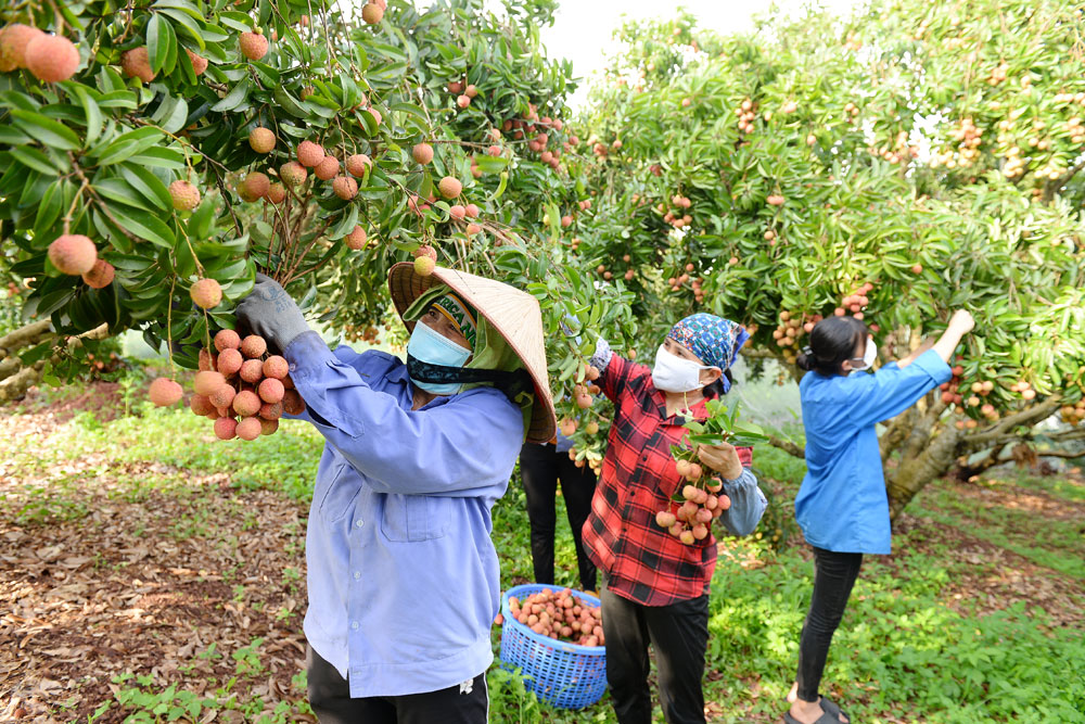 Bộ Công Thương chung tay xúc tiến tiêu thụ nông sản Việt Nam