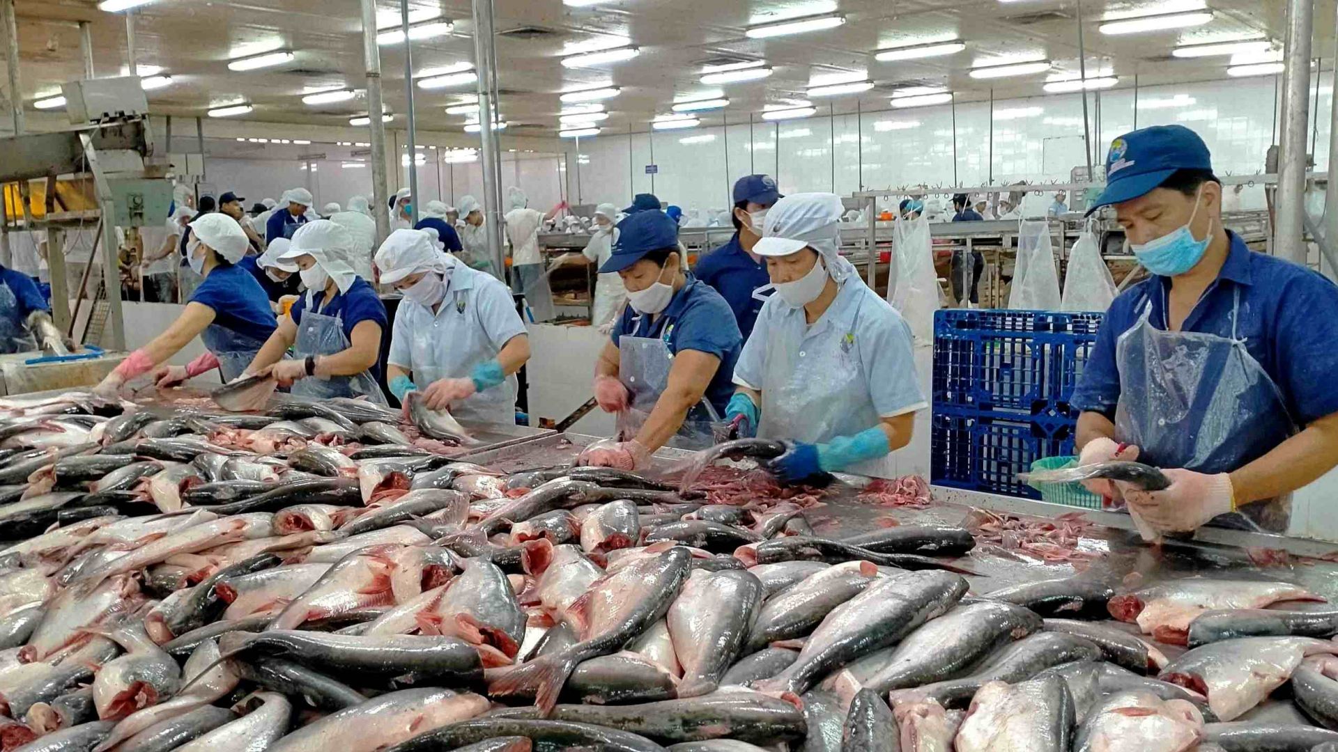 Xuất khẩu cá tra của Thuỷ sản Nam Việt dự kiến giảm