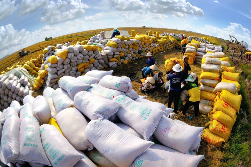 Giá gạo xuất khẩu Việt Nam đạt mức cao nhất thế giới