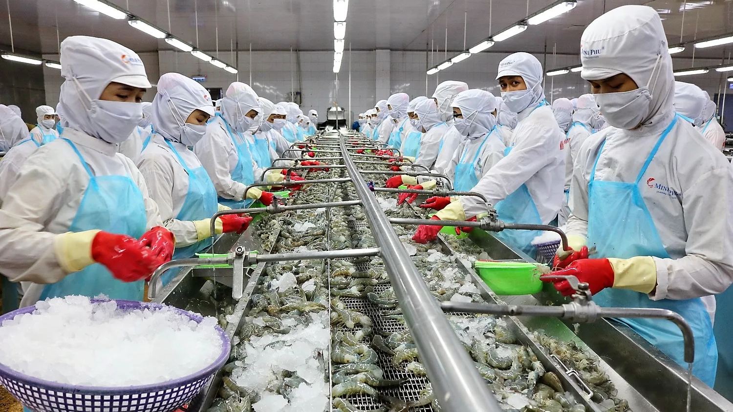 Thuỷ sản Minh Phú xuất khẩu tôm