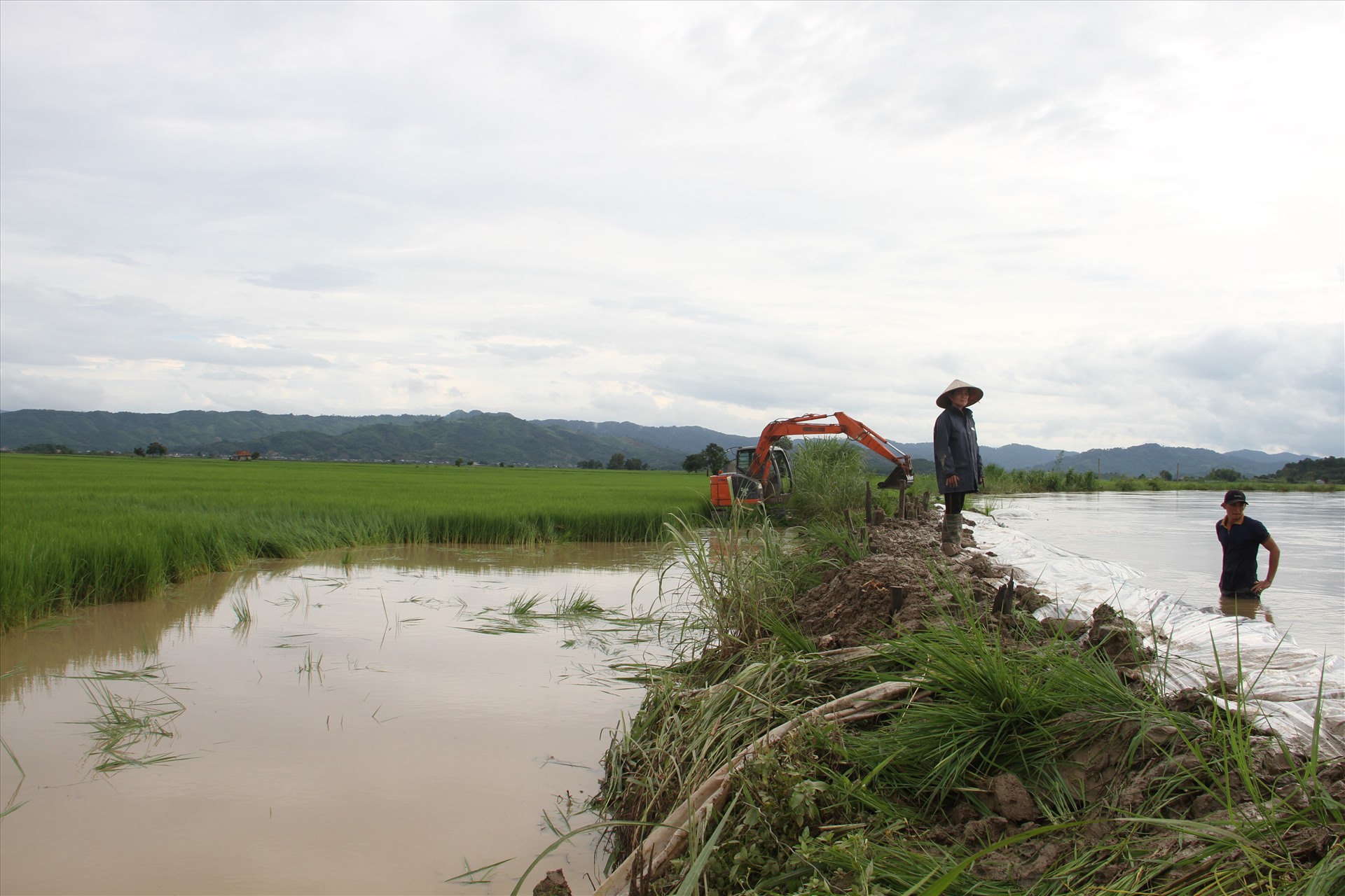 Mưa lũ kéo dài khiến nước sông Krông Ana dâng cao, gây vỡ khoảng 200m đê bao ở xã Buôn Triết, huyện Lắk (Đắk Lắk) và nhấn chìm hàng trăm ha lúa của bà con nông dân - Ảnh: Lao động