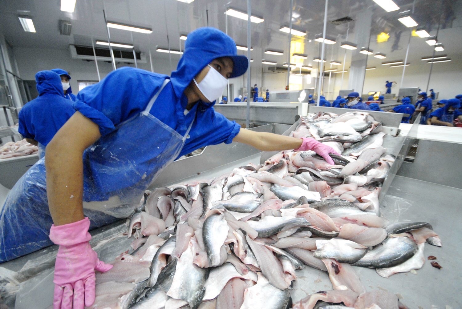 Mức thuế chống bán phá giá sơ bộ cho doanh nghiệp xuất khẩu cá tra của Việt Nam ở POR19 giảm đáng kể so với POR18