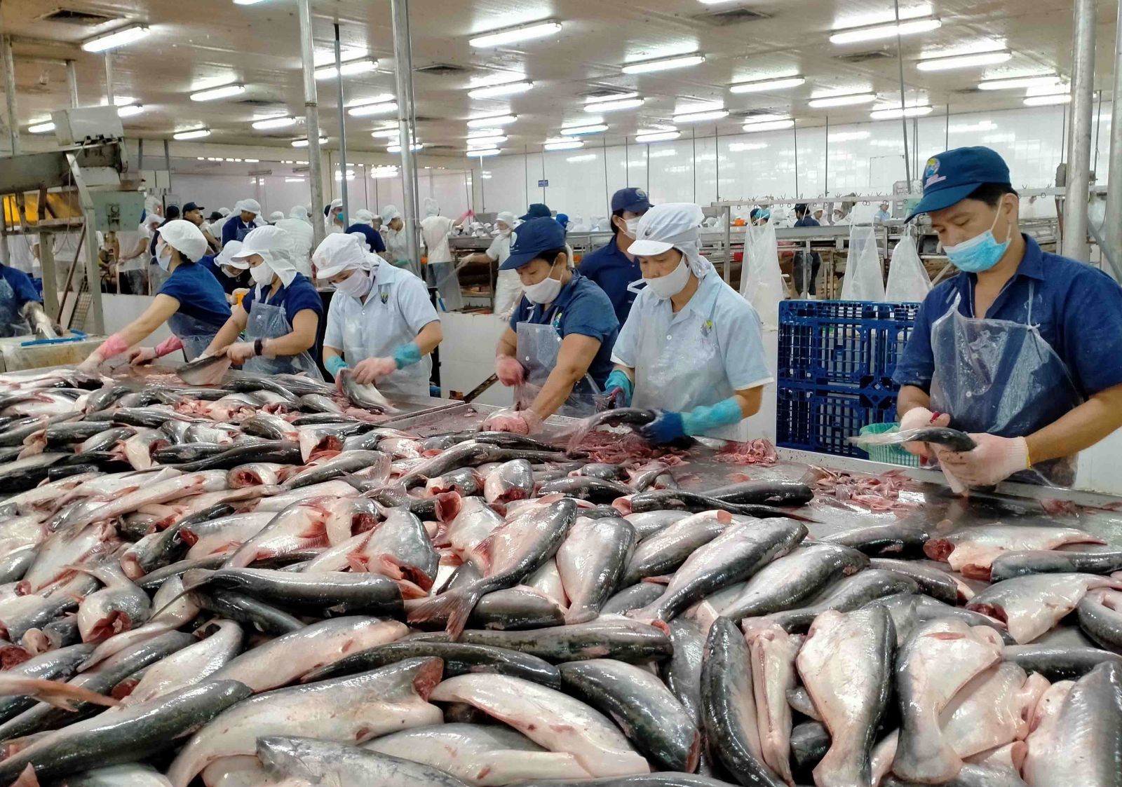 Xuất khẩu cá tra Việt Nam dự báo đạt kim ngạch 1,77 tỷ USD năm 2023