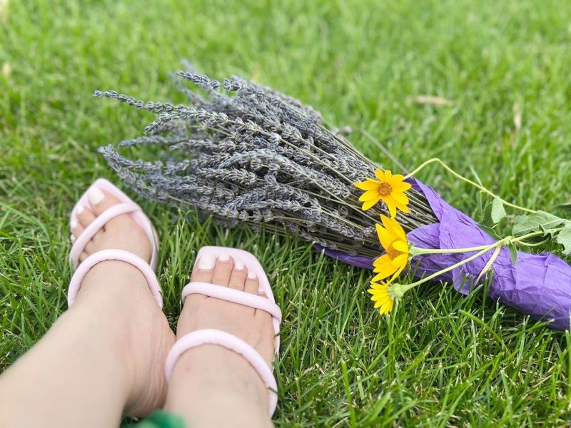 lavender oai huong