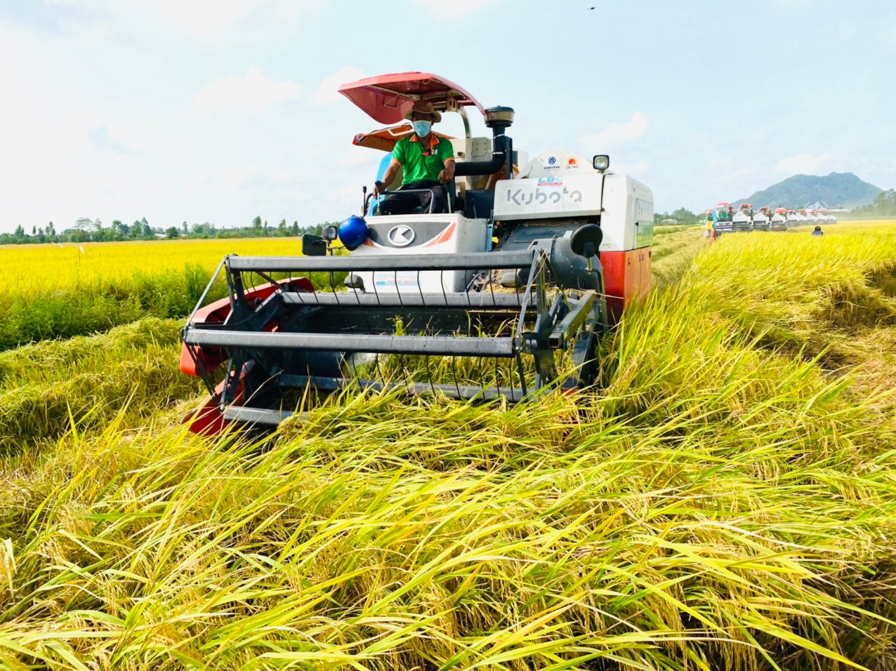 Nhiều tín hiệu lạc quan cho hoạt động xuất khẩu gạo năm 2024