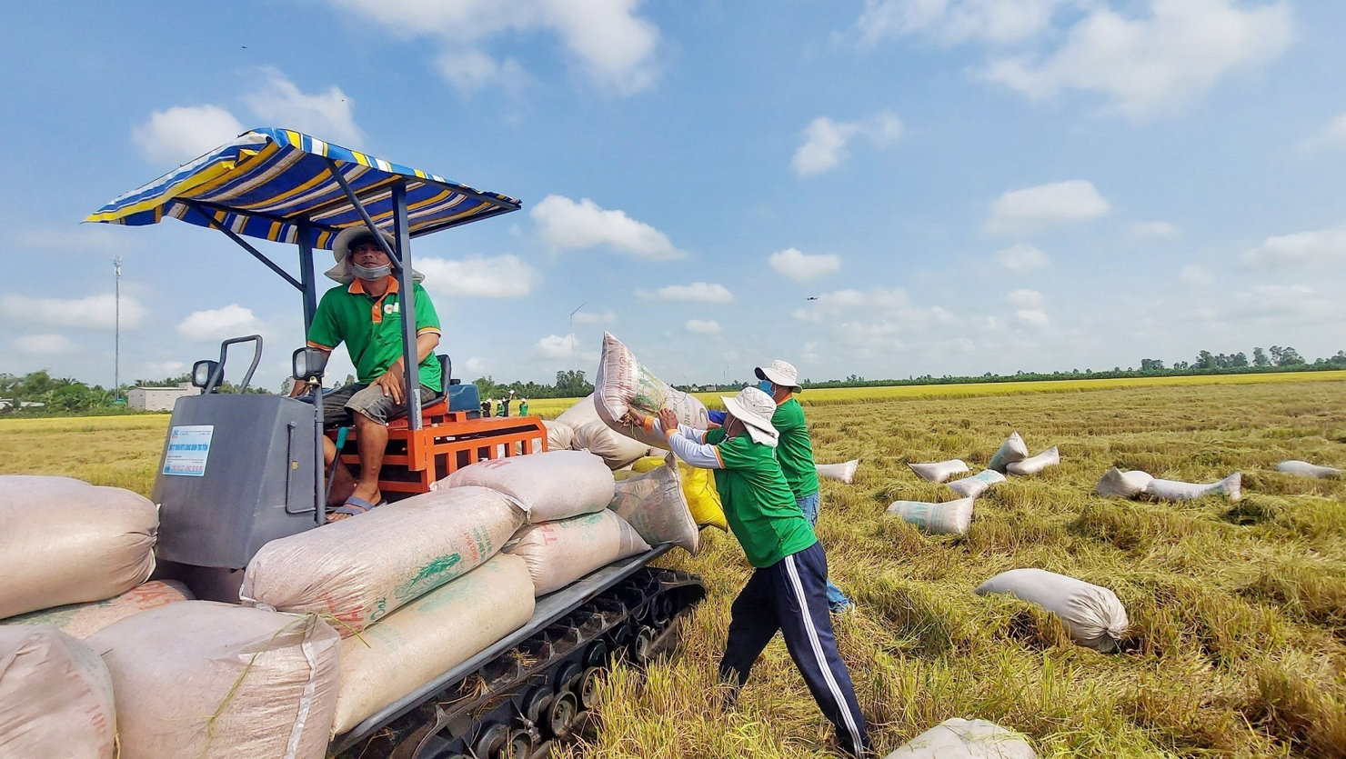 Gạo Việt Nam sẽ tiếp tục giữ vững vị thế tại các thị trường xuất khẩu