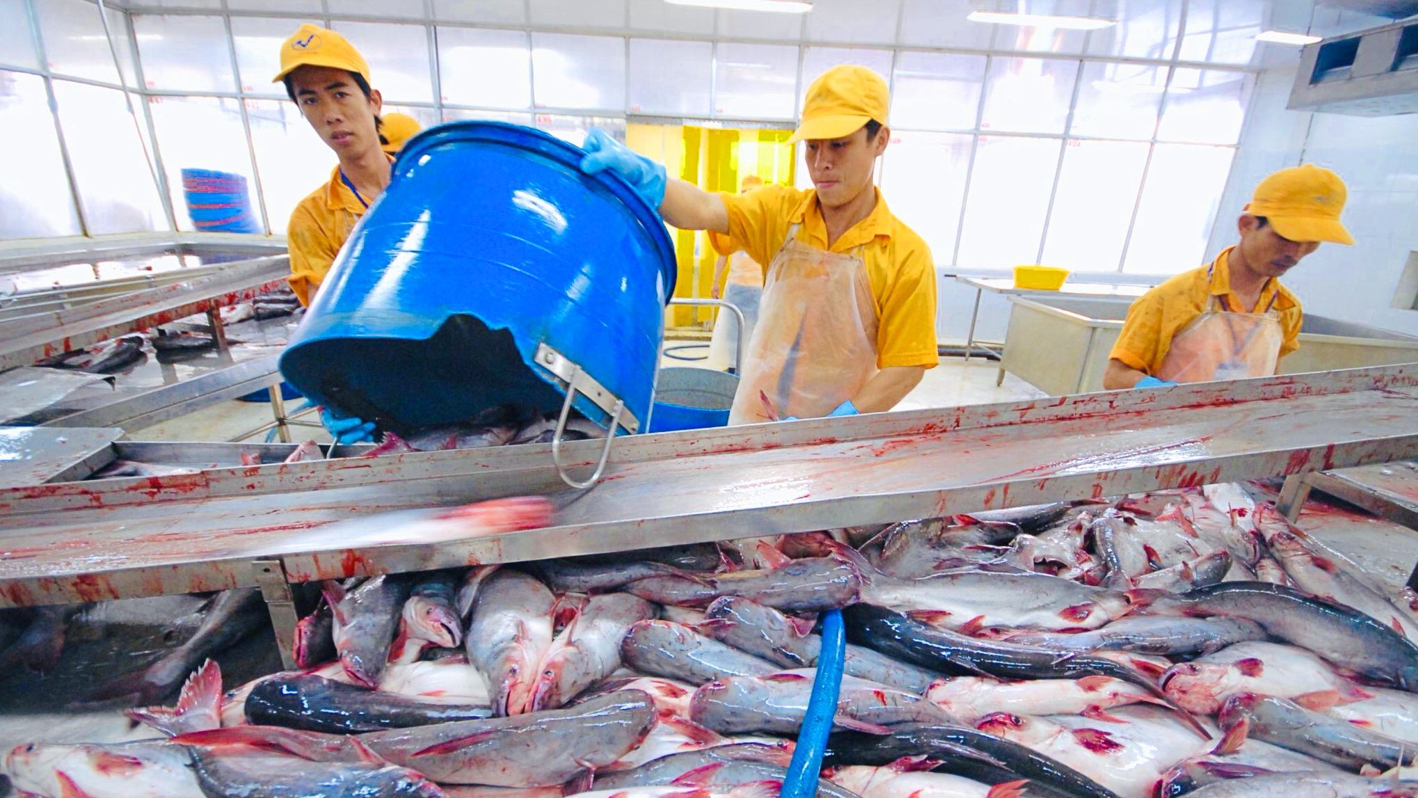 Thuỷ sản Vĩnh Hoàn xuất khẩu cá tra