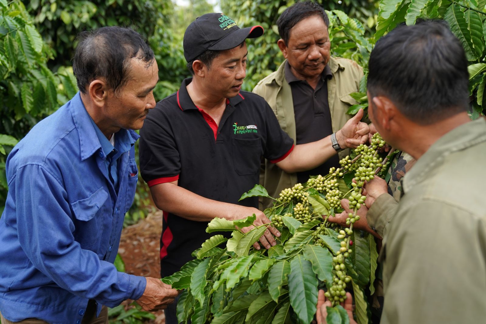 Dự án NESCAFÉ Plan đã góp phần cải tạo 36.000 hecta diện tích cà phê già cỗi tại khu vực Tây Nguyên thông qua hoạt động tái canh.