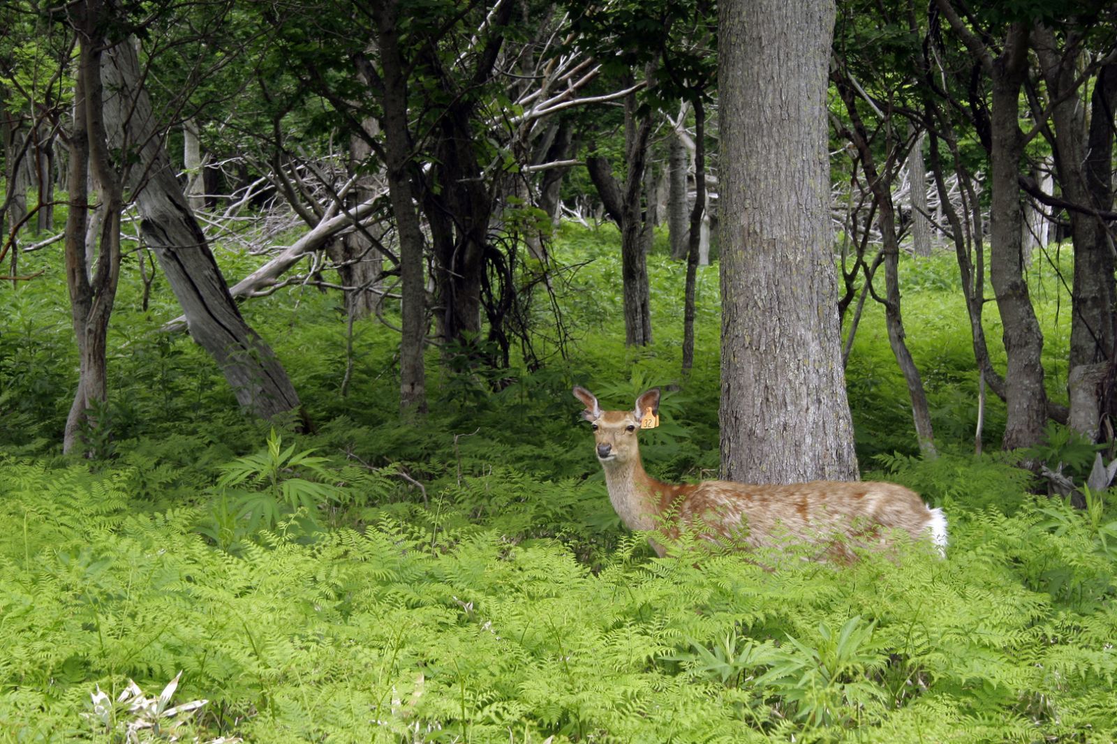 Công viên quốc gia Shiretoko cũng là một khu bảo tồn thiên nhiên quan trọng của Nhật Bản với nhiều loại động vật hoang dã sinh sống