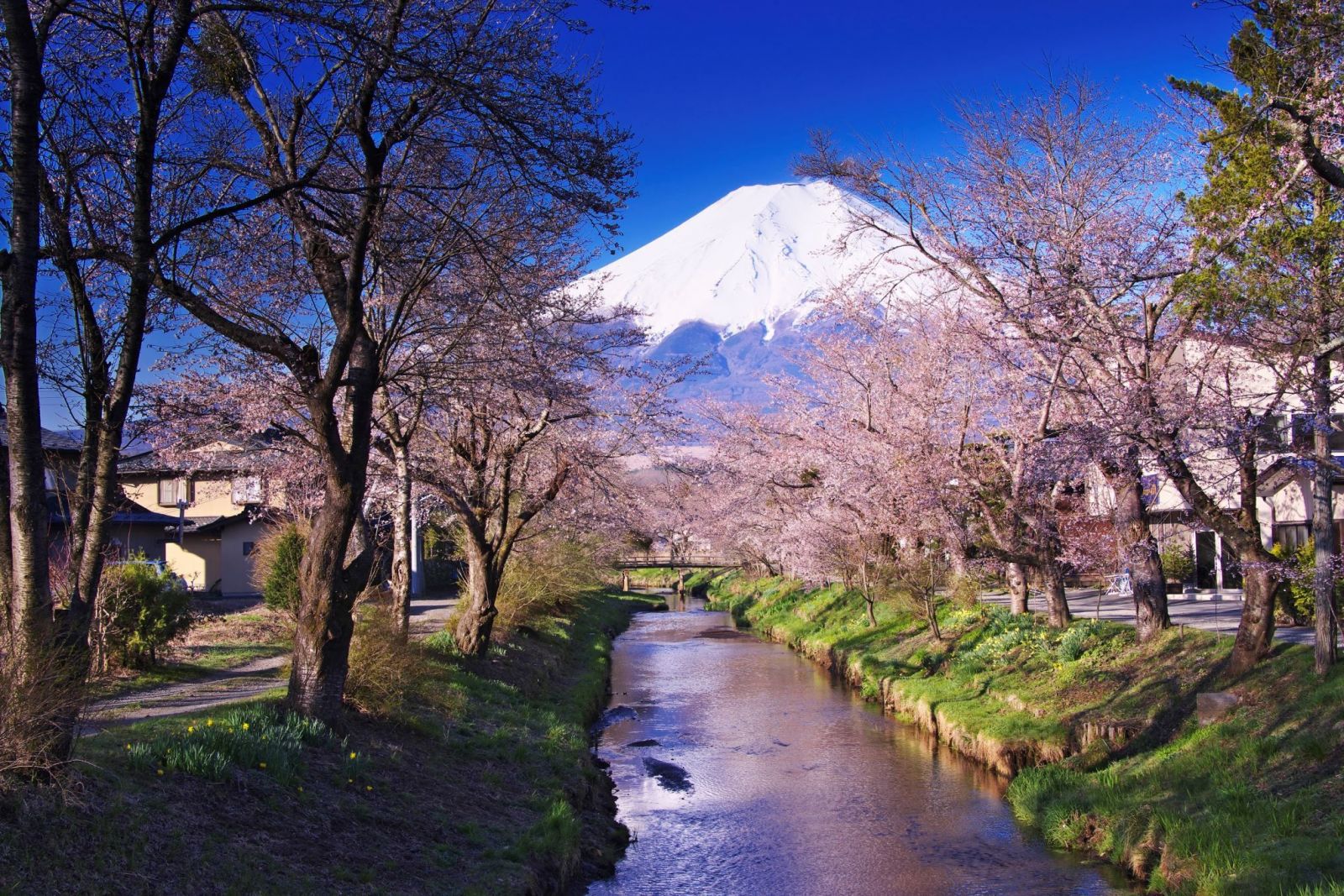 Vào mùa xuân, cây cối bắt đầu đâm chồi nảy lộc, xanh mơn mởn và hoa anh đào bắt đầu khoe sắc xunh quanh chân núi Phú Sĩ