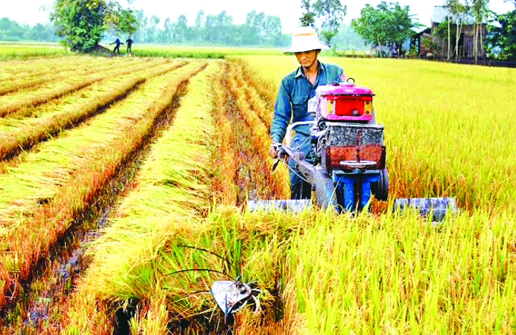 LIÊN KẾT BỀN VỮNG GIỮA NÔNG DÂN VÀ DOANH NGHIỆP