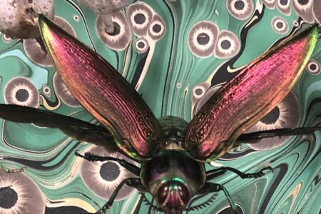media_insects-art-1600x600