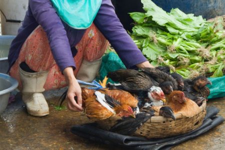 Farmer's wife sells live chickens in the public market Hoi An,Vietnam