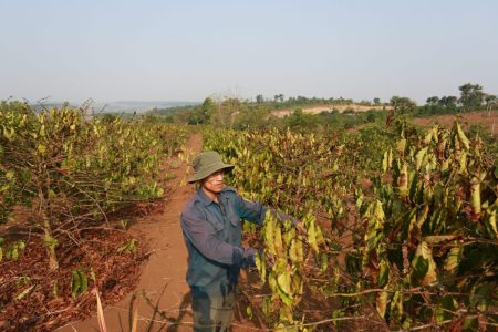 Cây cà phê héo rũ vì khát nước ở Đắk Lắk. Ảnh: Thành Nguyễn