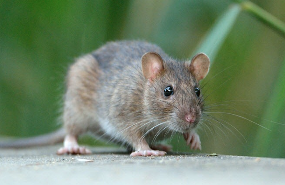 Nỗ lực chống lại mối nguy từ chuột