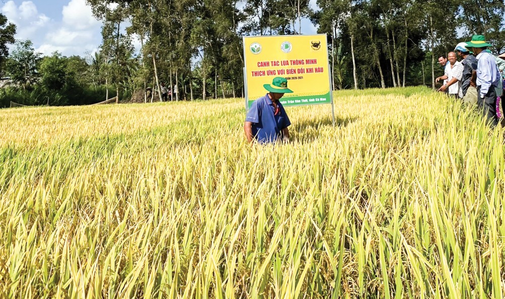 ĐBSCL: Chiến lược trồng lúa ít thâm canh và đa dạng hơn là giải pháp bền vững? 