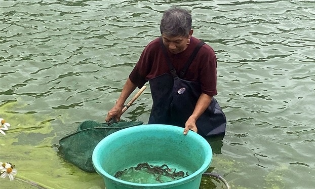 Xây dựng chỉ dẫn địa lý giúp nâng cao giá trị cá chình bông Phú Yên