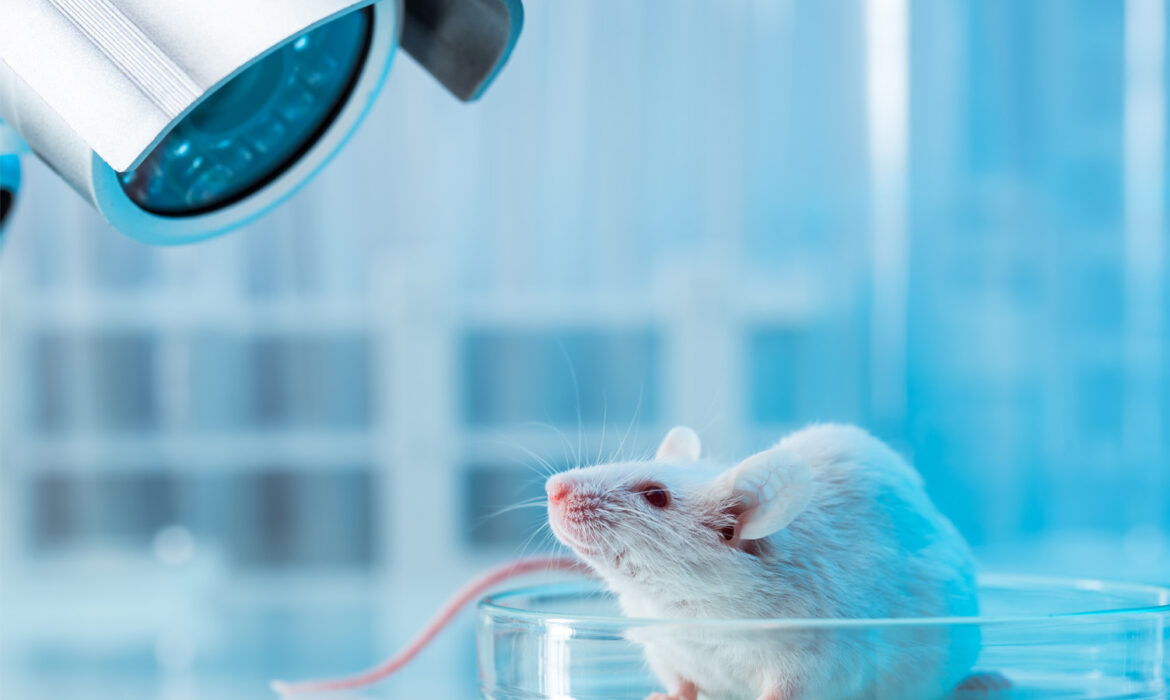 Vaccine lao có thể thu nhỏ các khối u ung thư ở gan chuột