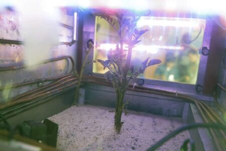 “Siêu khoai tây Sao Hỏa” trên Trái đất