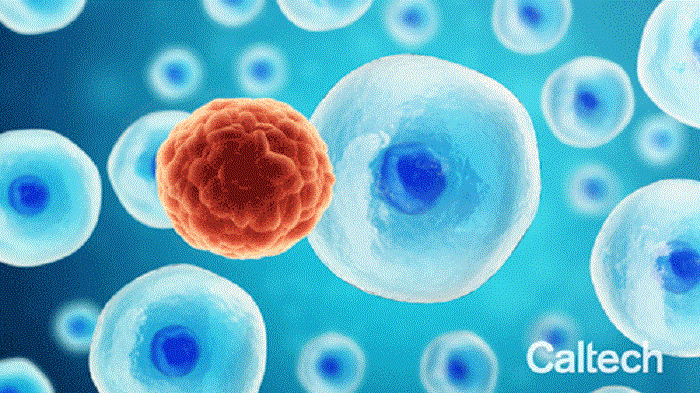 Sóng siêu âm diệt tế bào chọn lọc: Cách điều trị ung thư đột phá?