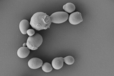 Sử dụng nấm men để tái tạo SARS-CoV-2: Thay đổi cách tiếp cận trong phân lập virus