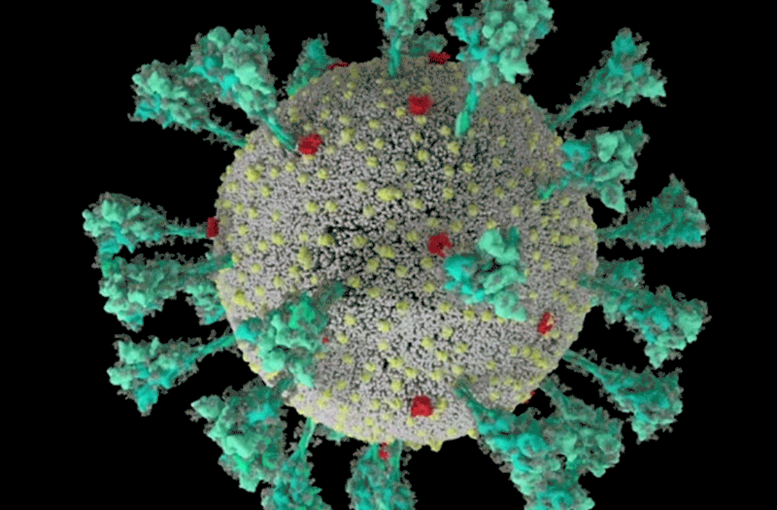 “Mánh khóe” xâm lược tế bào của SARS-CoV-2