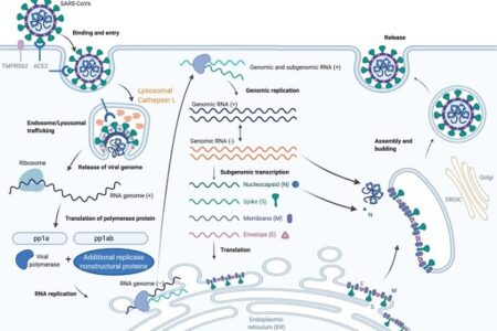 Vaccine mRNA và vaccine truyền thống: Những sự khác biệt
