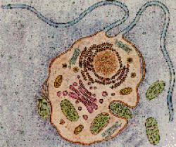 Giải Nobel Hóa học 2006: Cơ sở phân tử của sự sao chép eukaryote