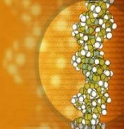 Giải Nobel Y- Sinh 2006: Giao thoa RNA – sự vô hiệu hóa gien bằng RNA chuỗi kép