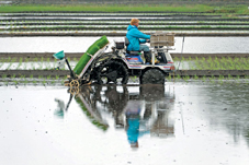 Nông nghiệp Nhật: Người khổng lồ tự trói mình