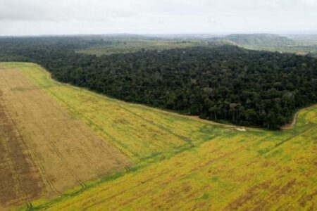 Chiến tranh thương mại ảnh hưởng tới hệ sinh thái rừng Amazon