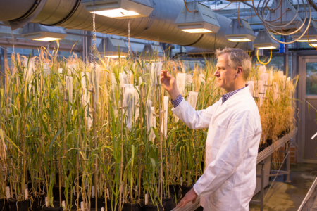 Nhóm nghiên cứu quốc tế giải mã hệ gene lúa mì cứng