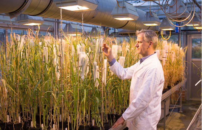 Nhóm nghiên cứu quốc tế giải mã hệ gene lúa mì cứng