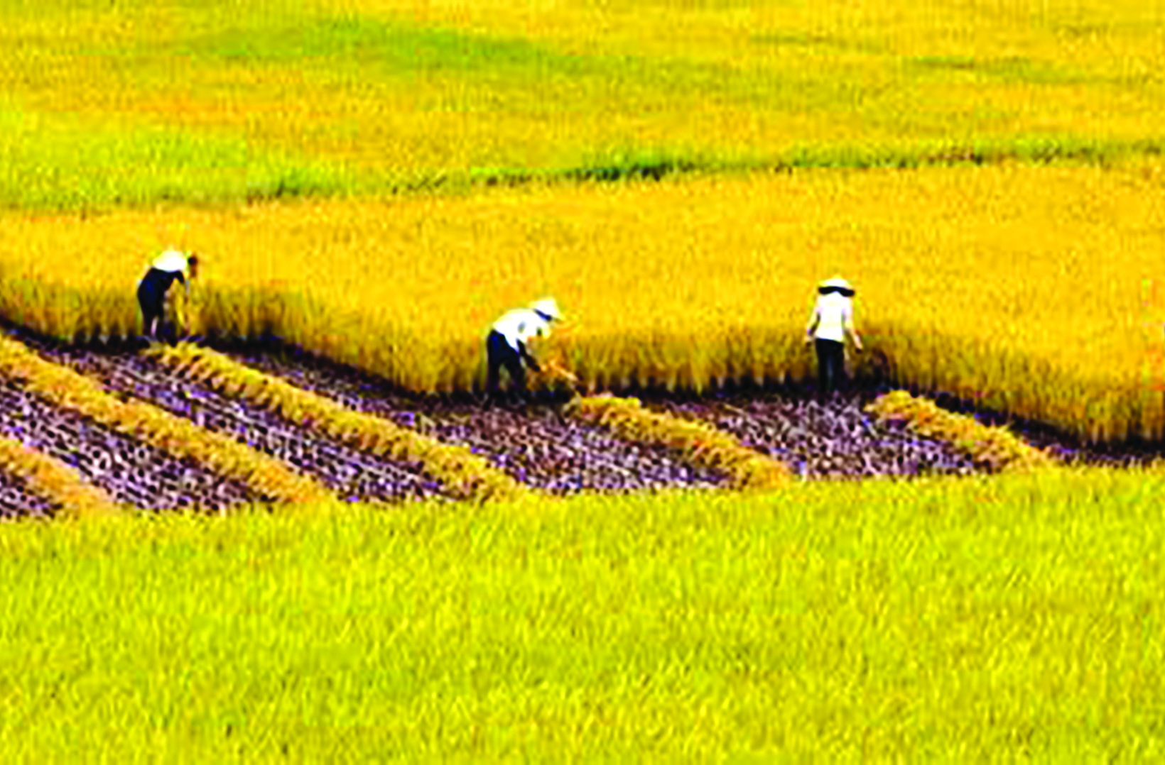 Nông nghiệp Việt Nam: Những vấn đề tồn tại